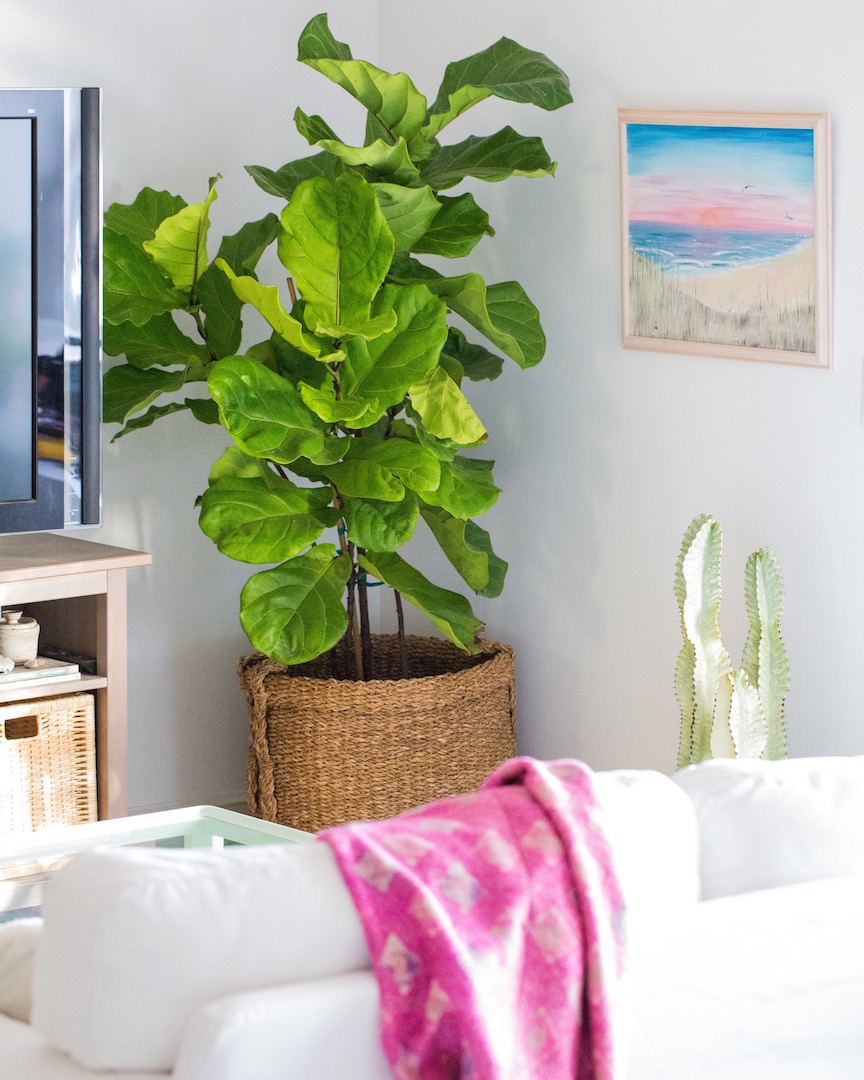 indoor plants modern living room on Our Top 6 Picks For Modern Indoor Houseplants Dalla Vita