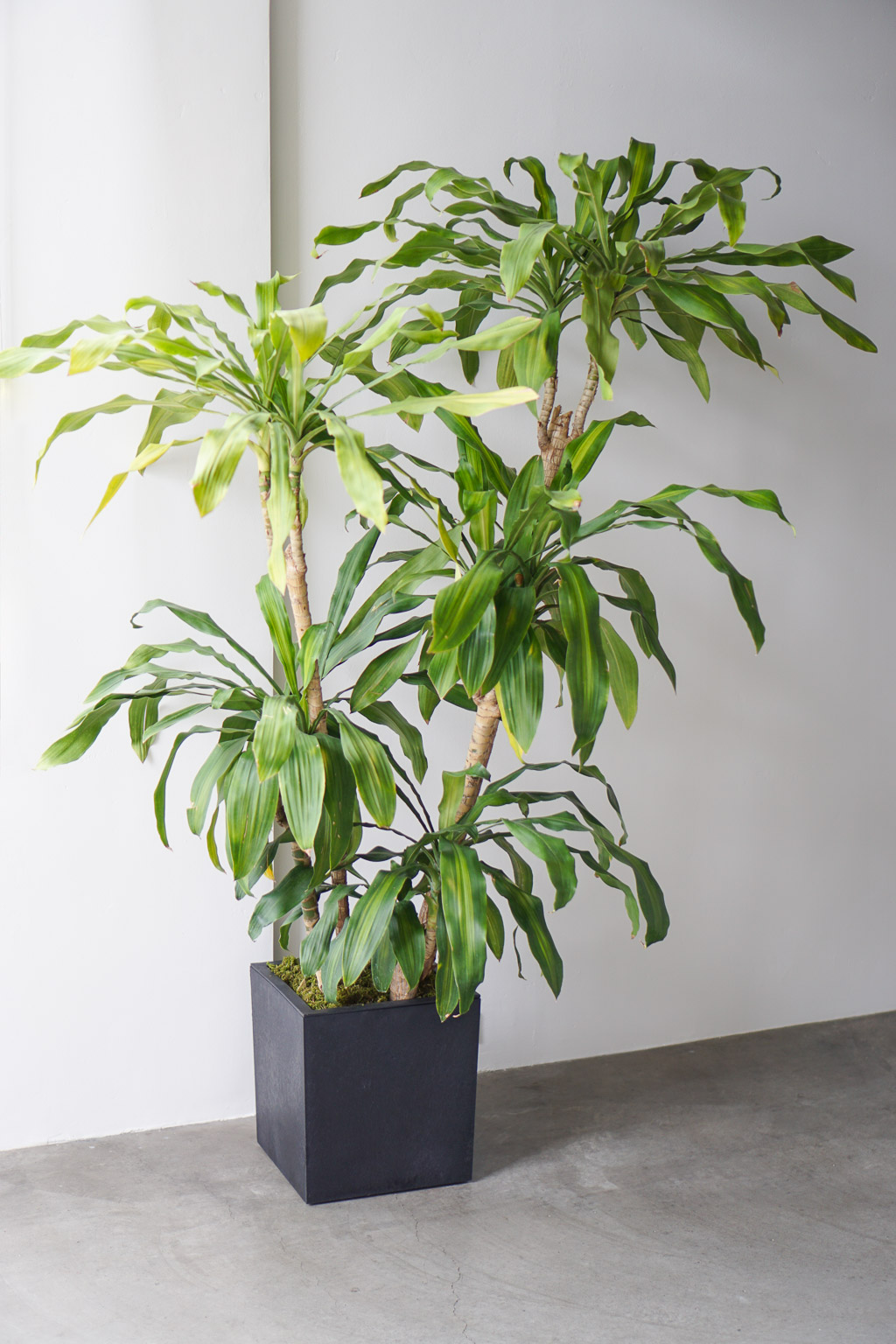 Interior/Exterior Plant Styling & Staging Project Dalla Vita